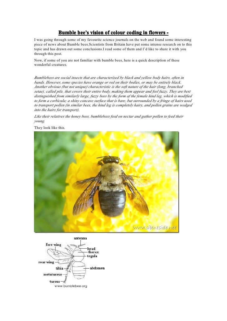 The Bumble Bee Miracle